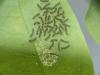 Spilosoma lubricipeda